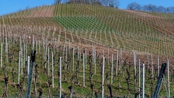 Более 100 га виноградников планируют заложить на Ставрополье 