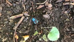 Почти 40 пакетиков с мефедроном нашли полицейские у жителя Ставрополя