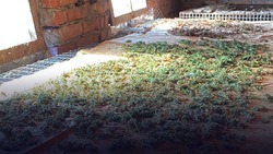 Килограмм марихуаны нашли в сарае у ставропольского пенсионера