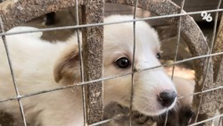 Прокуратура через суд заставила власти Ипатовского округа заняться проблемой бродячих собак