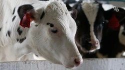 Беларусь запретила ввоз скота со Ставрополья из-за вспышки пастереллёза