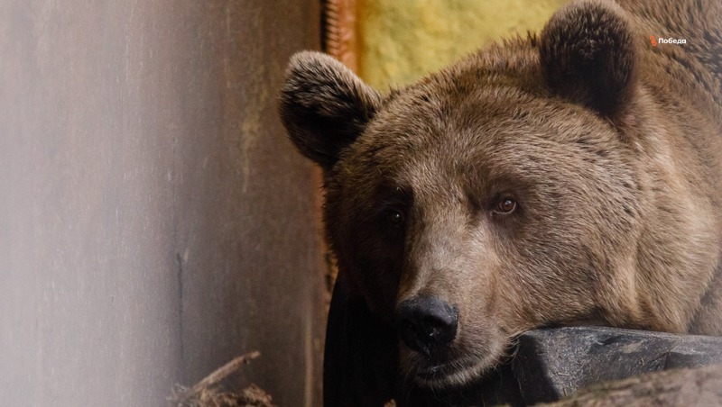 Раненого медвежонка из Северной Осетии отвезут на лечение в Москву