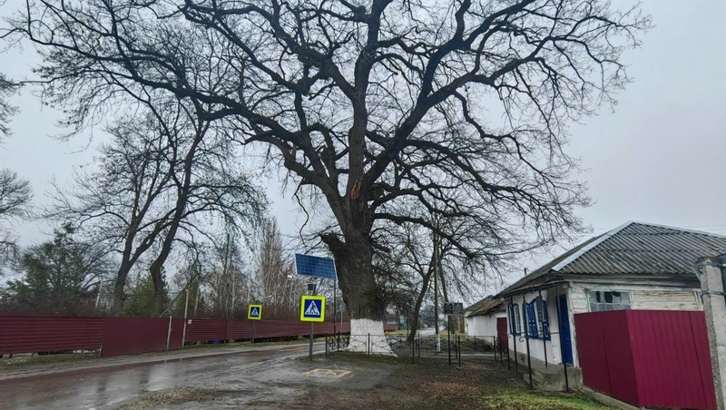 Двухсотлетний дуб со Ставрополья борется за звание главного дерева года