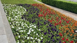 Клумбы Ставрополя оформили в главных цветах Дня Победы