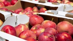 Свыше тонны яблок отправили из Предгорного округа военным в зону СВО