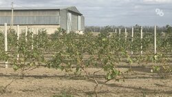 Производство столовых сортов винограда увеличили на Ставрополье