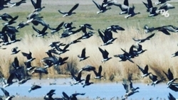 Вмёрзшие в лёд трупы уток и журавлей нашли на водохранилище Ставрополья