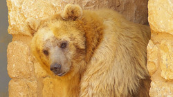 Зоозащитники обвиняют жителя Карачаево-Черкесии в истязании медвежонка