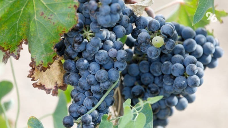 Более 44 тыс. тонн винограда собрали на Ставрополье