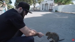 Чемпион UFC из Дагестана Ислам Махачев покормил в Австралии карликового кенгуру и нарушил закон страны