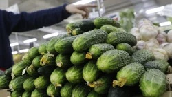 Огурцы на Ставрополье подешевели на 8% за неделю 