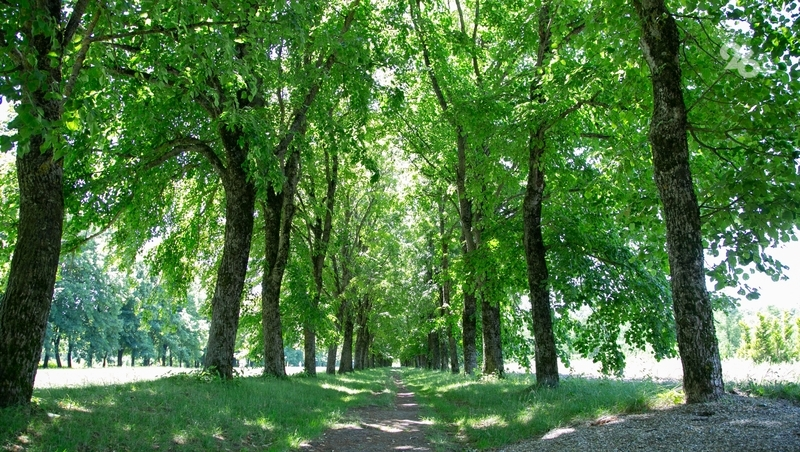 Пожар произошёл в ботаническом саду в Ставрополе