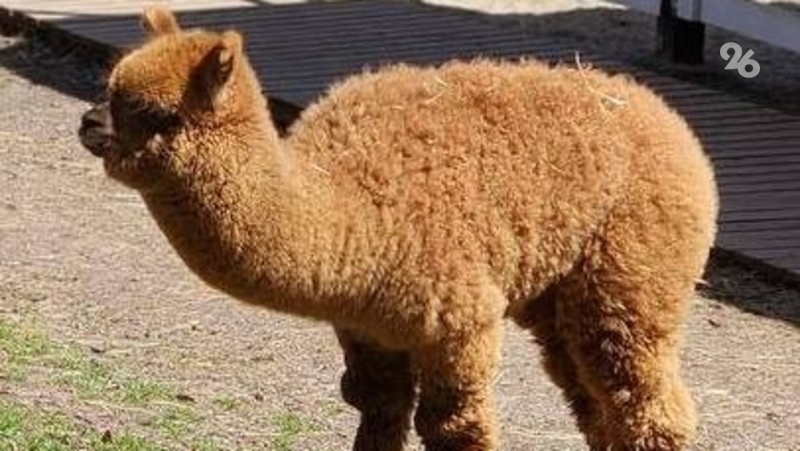 Ставропольцам дали рекомендации по покупке альпак