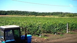 Водитель, тракторист и менеджер умерли на рабочем месте на Ставрополье в июне