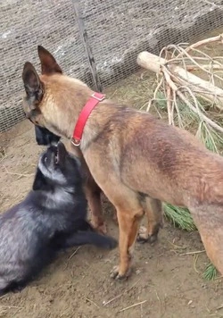 В ставропольском ребцентре для диких животных собака воспитывает лис и шакалов