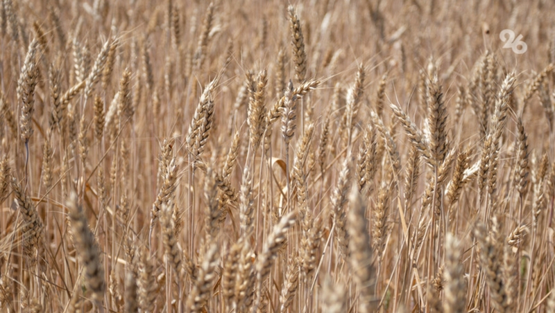 Посевная площадь на полях Ставрополья в 2024 году составит 2 млн га 