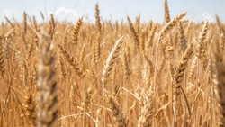 Больше 9 млн тонн зерна намолотили аграрии Ставрополья в 2023 году — губернатор Владимиров
