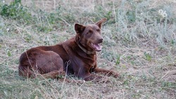 Оторванную часть погибшей собаки нашли возле Курортного парка в Ессентуках