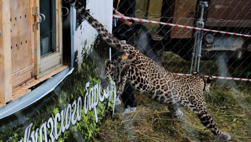 Информацию об убийстве браконьерами редкого леопарда проверят в РСО-Алания