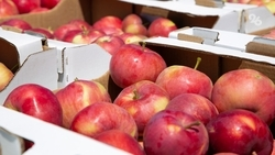 Фермеры Ставрополья собрали более 10 тыс. тонн ягод и фруктов