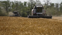 Порядка 2,4 млн га зерновых и зернобобовых культур уберут на Ставрополье в 2023 году 