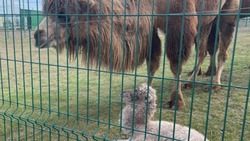 Верблюжонок Васька родился в зоопарке на территории Новоселицкого округа