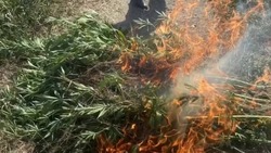 Более 150 кустов дикорастущих конопли и опиумного мака уничтожили на Ставрополье