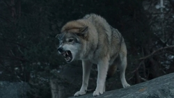 Осетинский фильм об охоте на священных туров получил гран-при в Минске