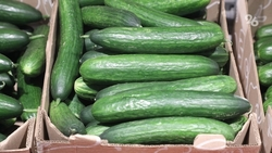 В Предгорье начали сев огурцов на площади 21 га