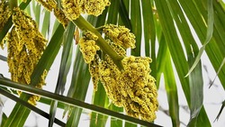 Финиковая пальма расцвела в ставропольском парке Победы
