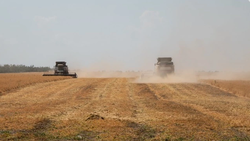 Сбор нута на Ставрополье вырос в 2,5 раза