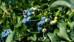 В ставропольском вузе выращивают рассаду адаптированной под южный климат голубики