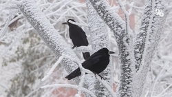 Причиной смерти десятков ворон в Пятигорске оказалась отрава для грызунов 