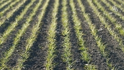 Более 1 млрд рублей выделят для страхования посевов на Ставрополье