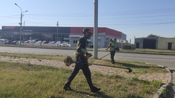 Порядка 400 га расчистили от сорняков в Ставрополе