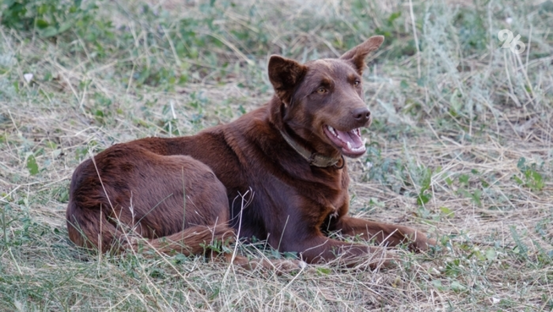 Жёлуди и опавшие листья могут навредить  собаке — доцент Руденков