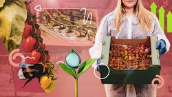 Красный драйвер экономики: Ставрополье обеспечивает страну томатами