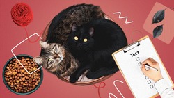 «Мурчать — не мешки ворочать»: тест к Международному дню кошек