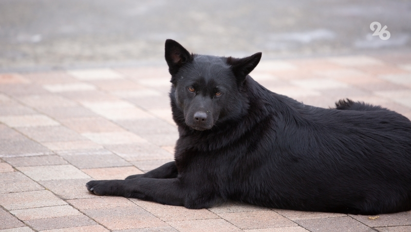 Покусанному собакой инвалиду из Георгиевска выплатят 20 тыс. рублей