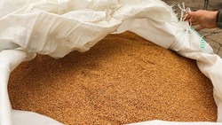 Аграрии Ставрополья передали в ЛНР 35 тонн элитных семян