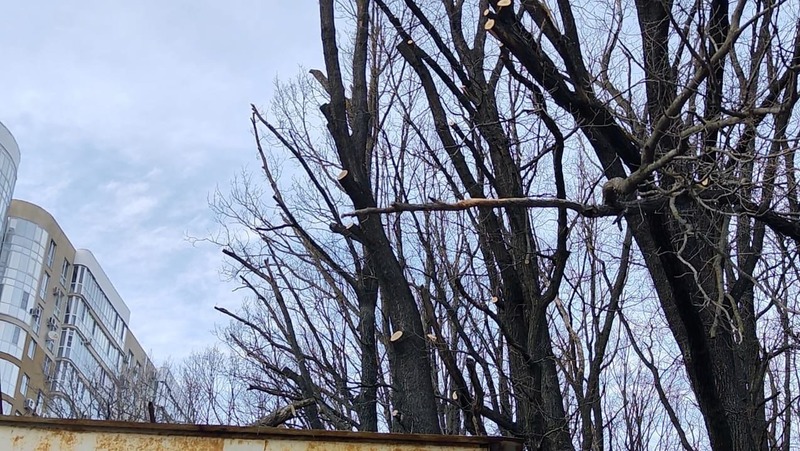 Полиция выясняет обстоятельства обрезки деревьев в Дубовой роще в Ставрополе