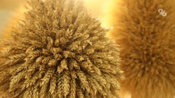 Ставропольские учёные выводят уникальные сорта пшеницы