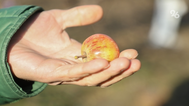 50 садов есть, ещё 14 — на очереди: как развивается суперинтенсивное садоводство в Изобильненском округе