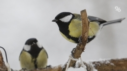 В Изобильненском округе выявили птичий грипп