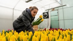 Тюльпановый рай во дворе: как ставропольская семья открыла цветочный бизнес с помощью соцконтракта 