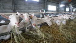 Ставропольская ферма будет производить 25 тонн молока в сутки от голландских коз 