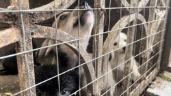 Пункт временного содержания на 100 животных построят в Благодарненском округе
