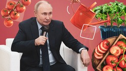 Провести фестиваль томатов и популяризовать агрономов: президент России на Ставрополье поставил новые задачи в сфере АПК