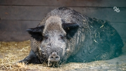 Турист в Железноводске спасся на дереве от разъярённой кабанихи