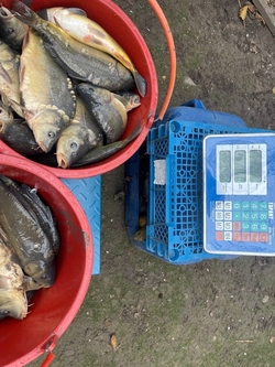 Охранник рыбхоза на Ставрополье помог односельчанам украсть тонну карпа